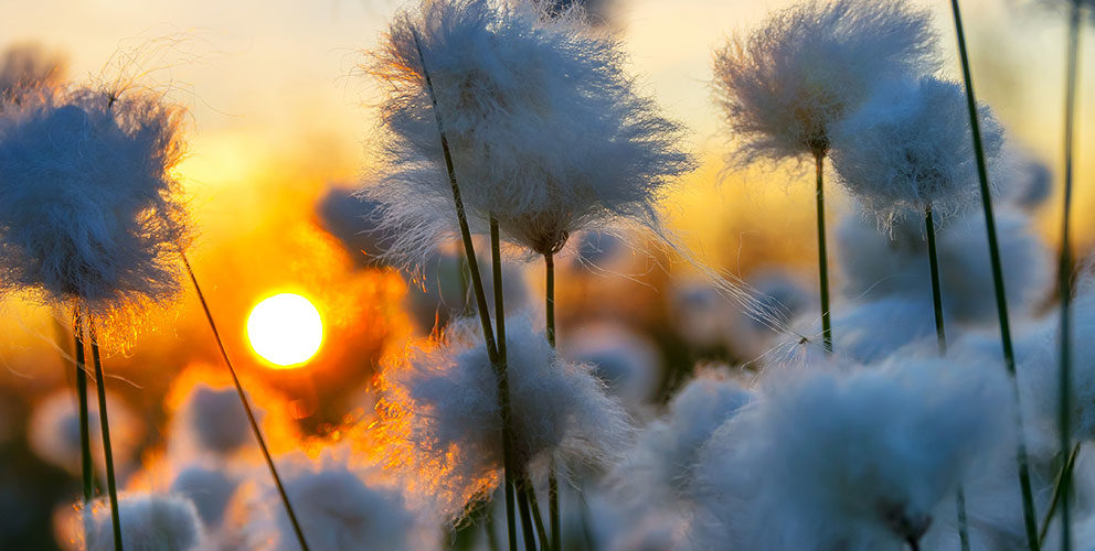 Coton biologique : 97% moins polluant !