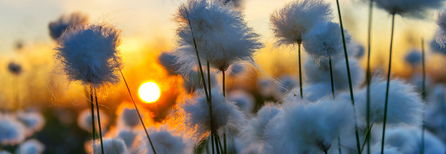 Coton biologique : 97% moins polluant !